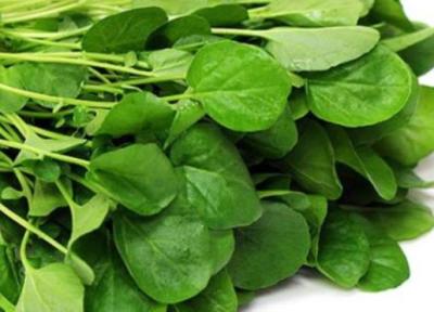 معرفی شاهی و خواص درمانی آن