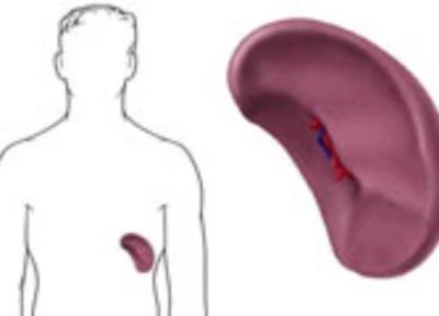 زندگی بدون طحال