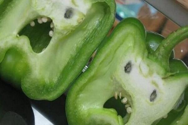 گیاهان صدا دارند و جیغ می کشند؛ ولی ما نمی شنویم!